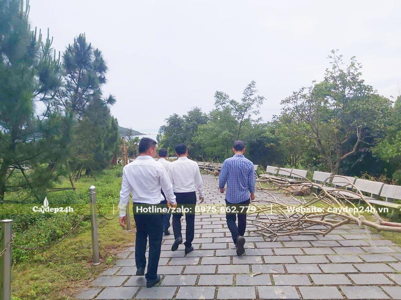 Ban quản lý sẽ cùng giám sát quá trình trồng cây cho khu mộ Đại tướng Võ Nguyên Giáp