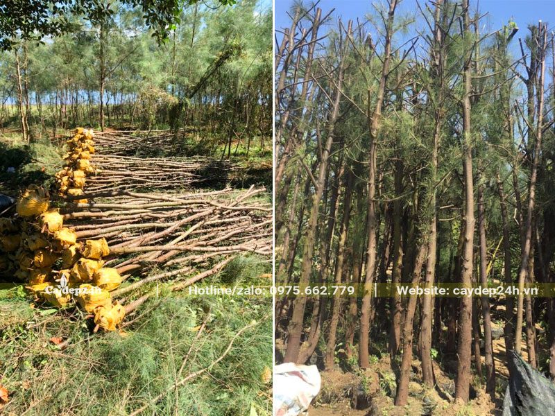 Bứng nóng và dâm ủ số lượng lớn cây Phi Lao công trình
