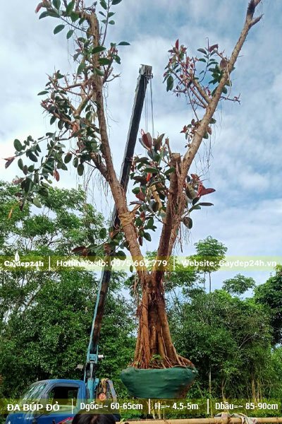 Xe cần cẩu đang nâng cây Đa Búp Đỏ đưa vào hố trồng
