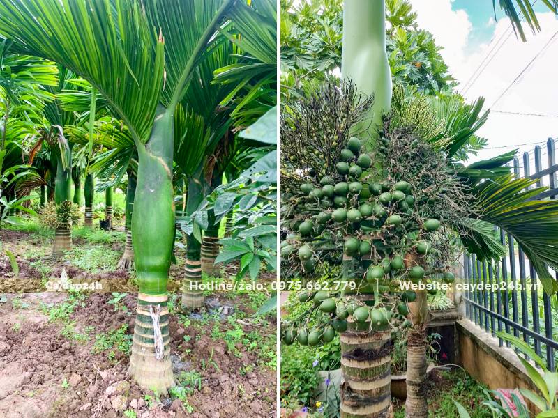 Cau Lùn dưỡng tại vườn có nhiều cây đang ra quả