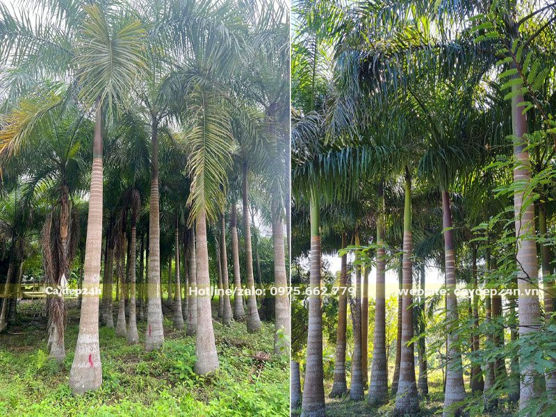 Vườn trồng số lượng lớn cây Cau Vua lâu năm, lóng thân cao từ 3 - 4m