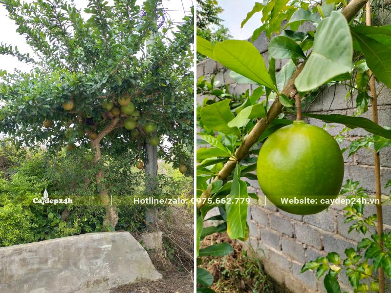 Hình ảnh cây Đào Tiên lâu năm đang ra trái