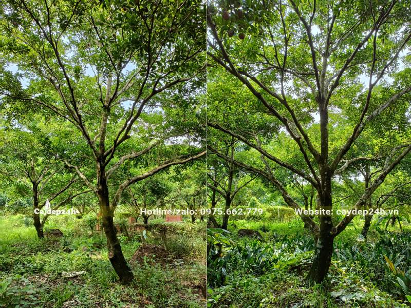 Vườn trồng số lượng lớn cây Hồng Xiêm cổ thụ, đường kính gốc 20 - 30cm