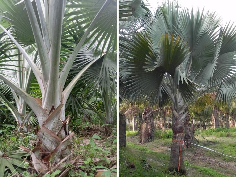 Tàu lá Kè Bạc từ cuống đến phiến lá có màu xanh bạc độc đáo