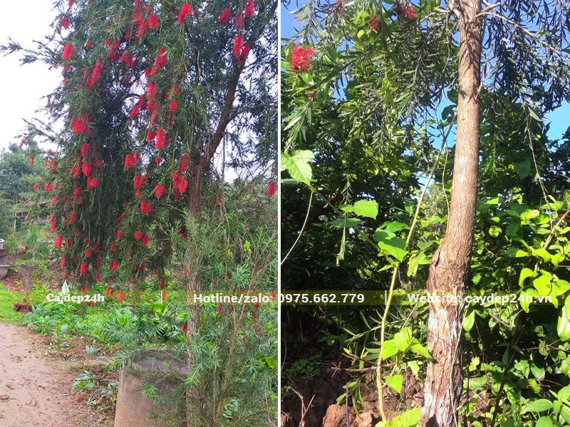 Cây Tràm Liễu da hoa buông xuống những chuỗi đỏ rực rỡ