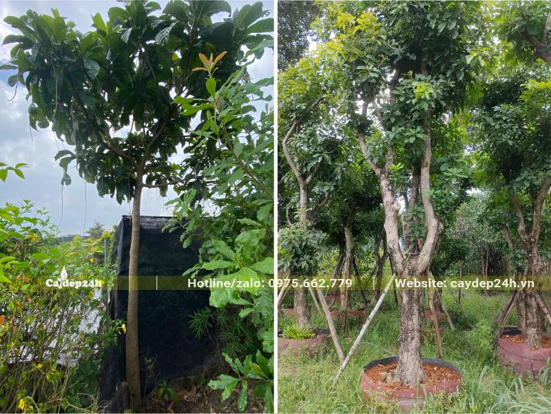 Lộc Vừng đang vỡ tán và cây lâu năm dâm ủ bầu nổi