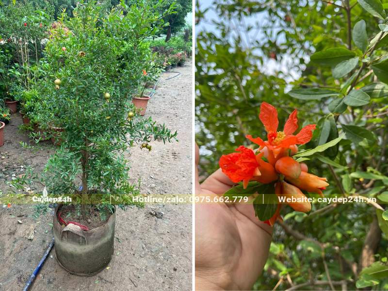 Lựu giống trồng thuần trong bầu, chiều cao khoảng 1 - 1,2m