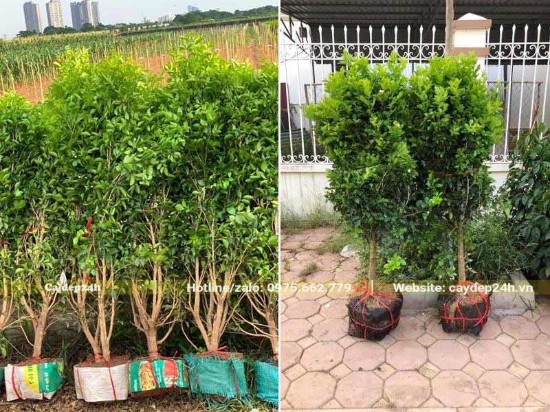 Bứng bầu số lượng lớn cây Nguyệt Quế lâu năm, đường kính gốc khoảng 5cm