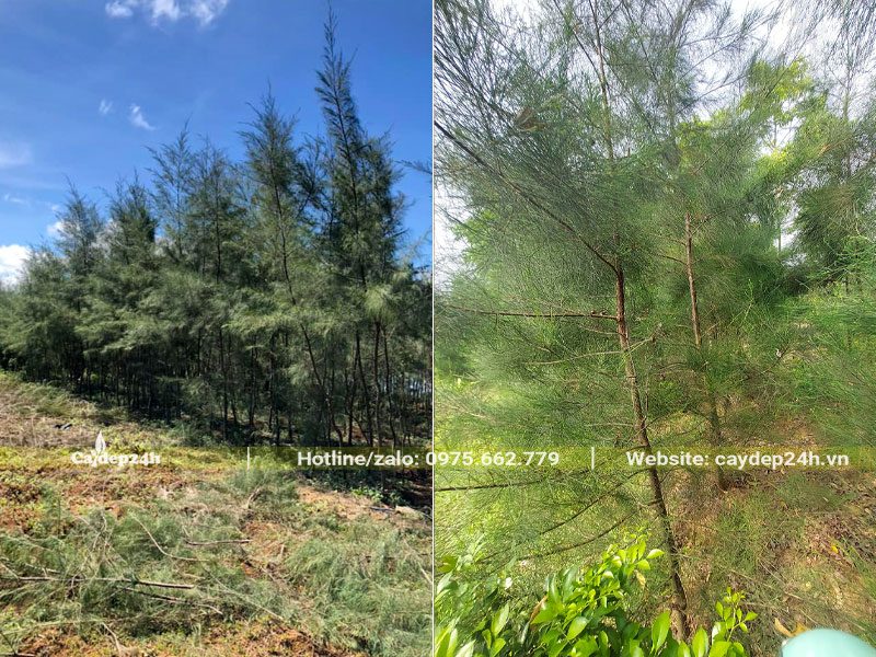 Vườn cây Phi Lao công trình cao 2 - 3m, thân có đk 2 - 4cm