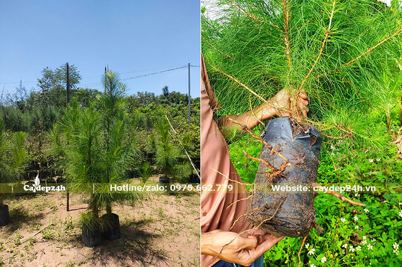 Hình ảnh thân cành và bộ rễ của cây Thông Caribe