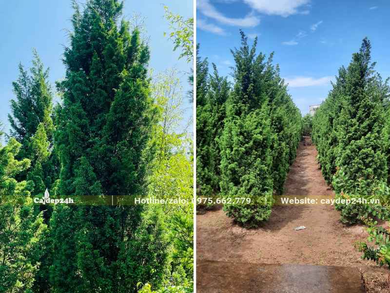 Những hàng Tùng Tháp cao hơn 2m, dáng đẹp, thẳng tắp
