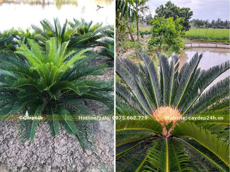 Cây Vạn Tuế mới lộ thân và cây đang ra hoa