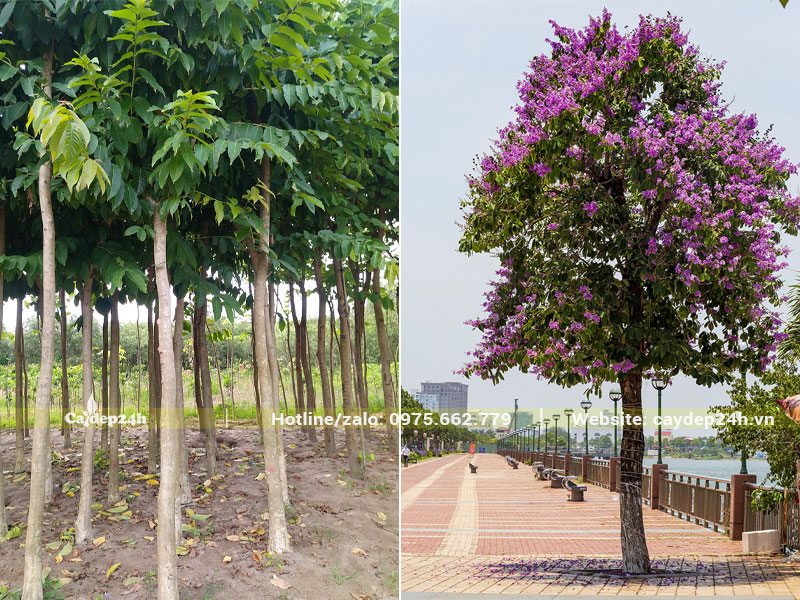 Cây Bằng Lăng trưởng thành lúc chưa ra hoa và sao khi hoa nở rộ