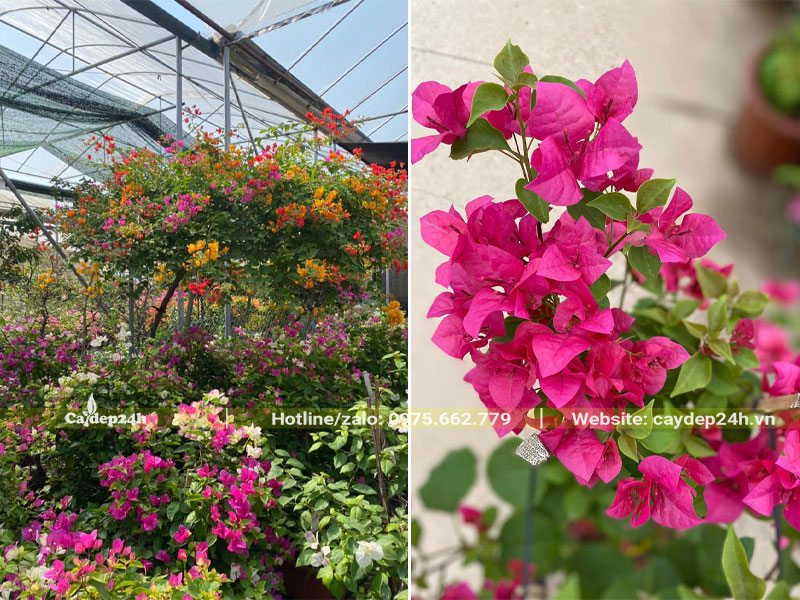 Hoa giấy bất cứ màu sắc nào cũng đẹp và thu hút