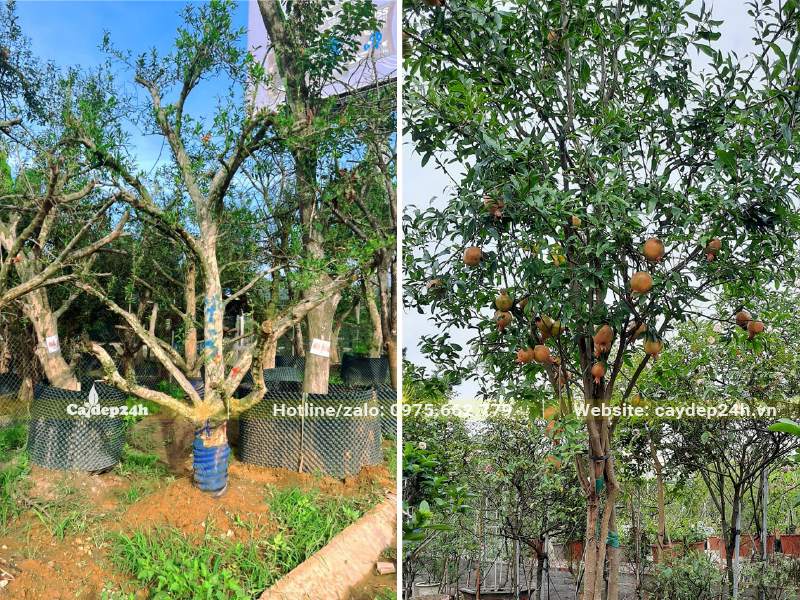 Hình ảnh những cây Lựu cổ thụ đã dâm ủ, cây đánh thẳng kích thước lớn