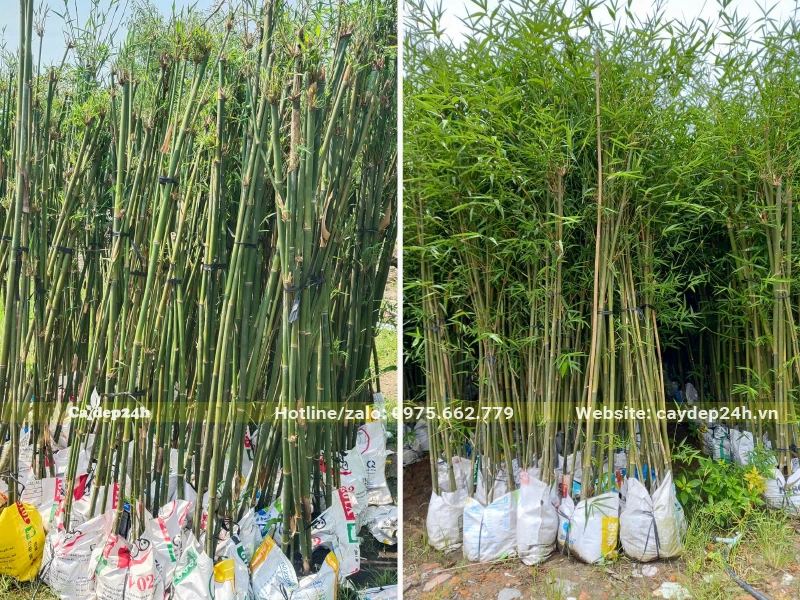 Trúc Cần Câu dâm ủ kỹ chiều cao 2 - 3m