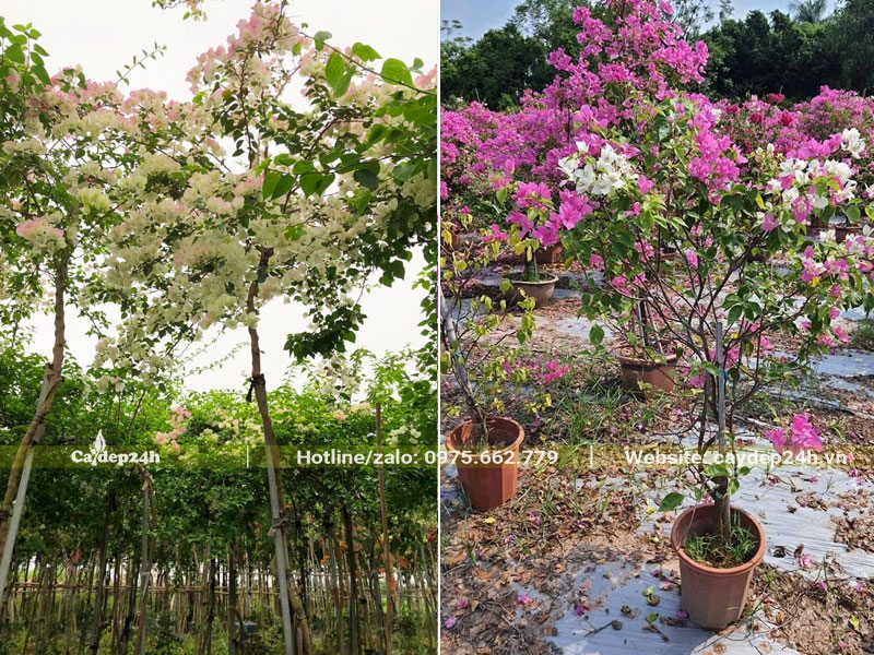 Hoa Giấy hồng và hồng trắng trang nhã, xinh đẹp