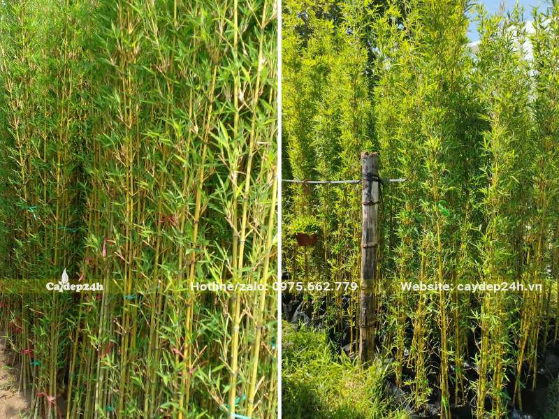 Trúc Quân Tử dâm ủ sẵn trong bầu