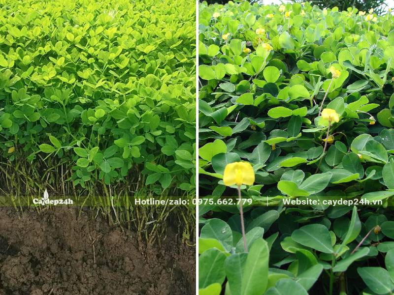 Cây Cỏ Lá Lạc giống được ươm bằng hạt