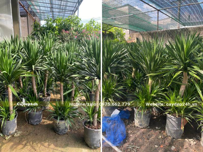 Phát Tài Núi chăm sóc tại nhà vườn, cây nhỏ được che chắn cẩn thận