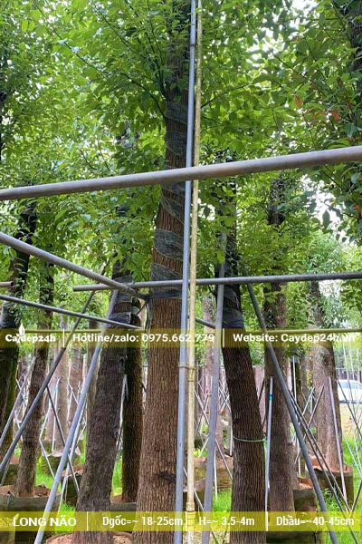 Vườn dưỡng cây Long Não có giàn đỡ, cọc chống chắc chắn