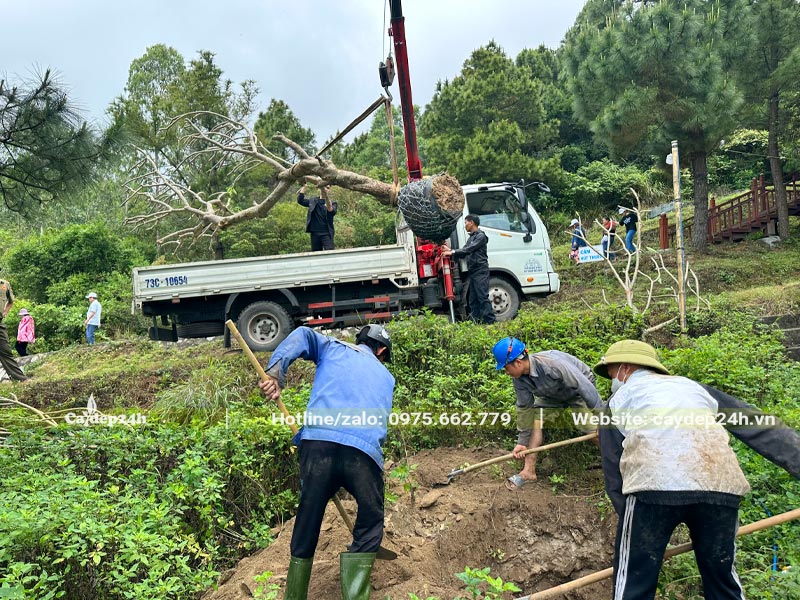 Xe cần cẩu đang nâng cây Đại công trình đường kính gốc 20cm vào hố trồng