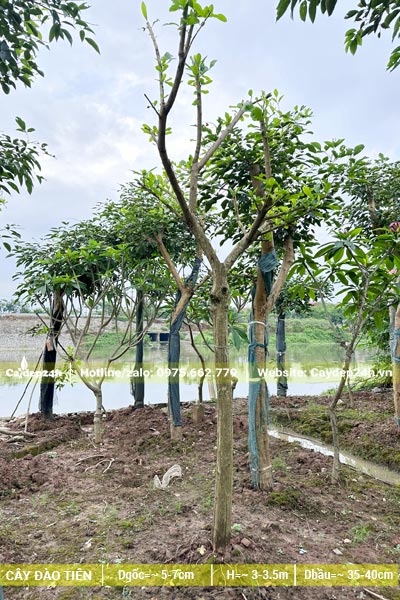 Vườn dâm ủ Đào Tiên công trình loại nhỏ, đường kính thân khoảng 5 - 7cm đo cách gốc 1m