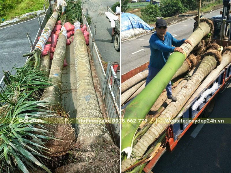 Di chuyển cây Cau Vua từ xe lớn xuống xe nhỏ để chuyển vào vị trí trồng