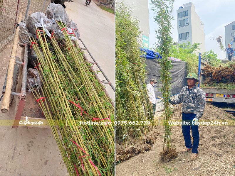 Những bó Trúc Quân Tử kích thước đều tăm tắp được vận chuyển giao cho khách hàng