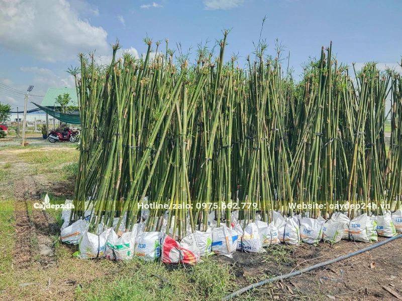 Hàng trăm bịch Trúc Quân Tử chiều cao gần 2m, đã dưỡng trong bầu