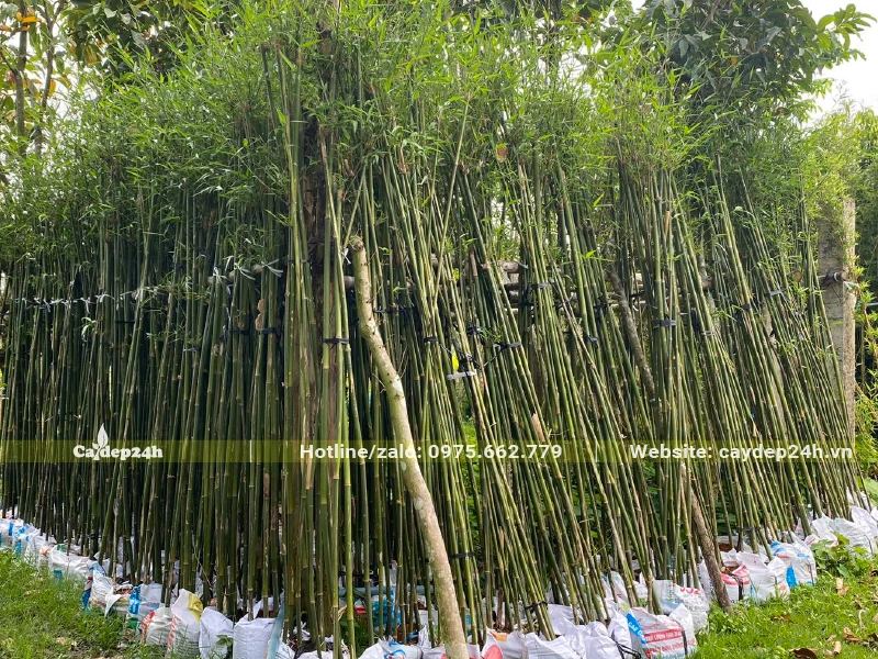 Có sẵn số lượng lớn cây Trúc Cần Câu cao 2m, đã dâm ủ sẵn thành từng bụi 5 - 7 cây