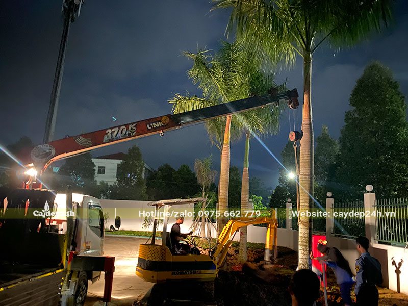 Thi công trồng Cây Cau Vua công trình vào buổi tối
