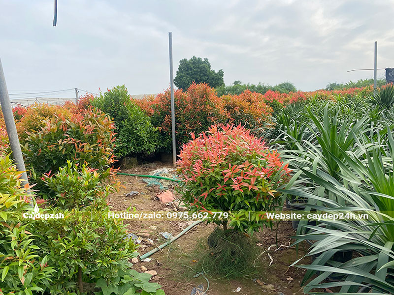 Vườn Hồng Lộc cả nghìn cây đã trưởng thành