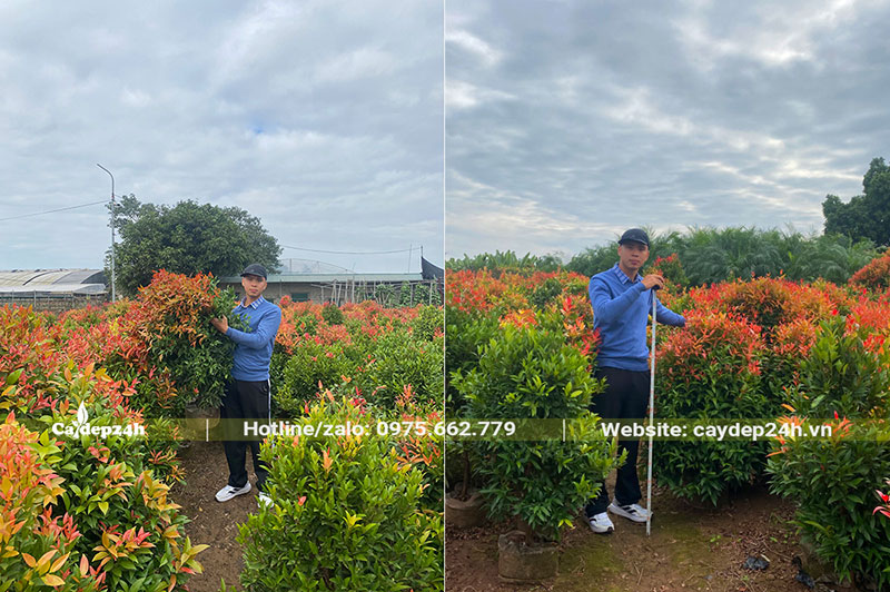 Vườn trồng và dưỡng cây Hồng Lộc còn nguyên bầu