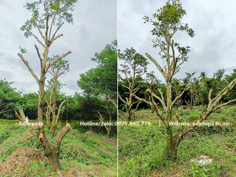 Vườn Hồng Xiêm mới đốn cành, cây cao 4 - 5m, đk gốc khoảng 20 - 30cm