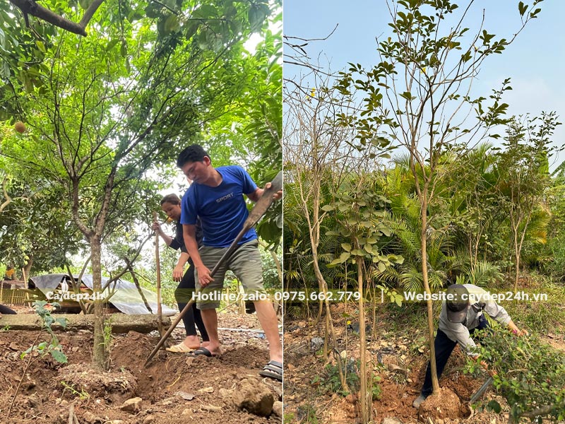 Công nhân đang bứng cây Mận và cây Phong Linh cung cấp cho công trình tại Hòa Bình