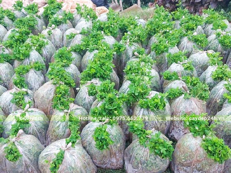 Cỏ Đậu Phộng bán theo cân được đóng trong các bao nilon 10 cân