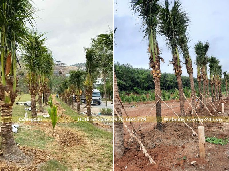 Những hàng cây Dừa công trình mới trồng