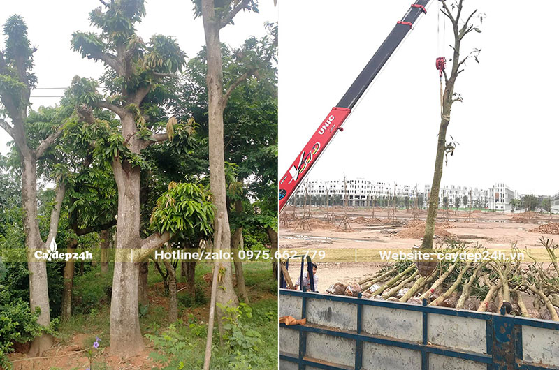 Trồng hàng trăm cây Xoài công trình lâu năm cho khu đô thị