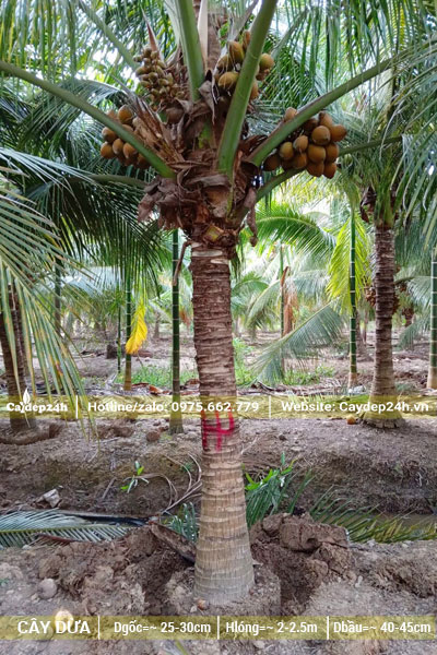 Vườn Dừa trồng lâu năm, lóng thân cao 2 - 2,5m