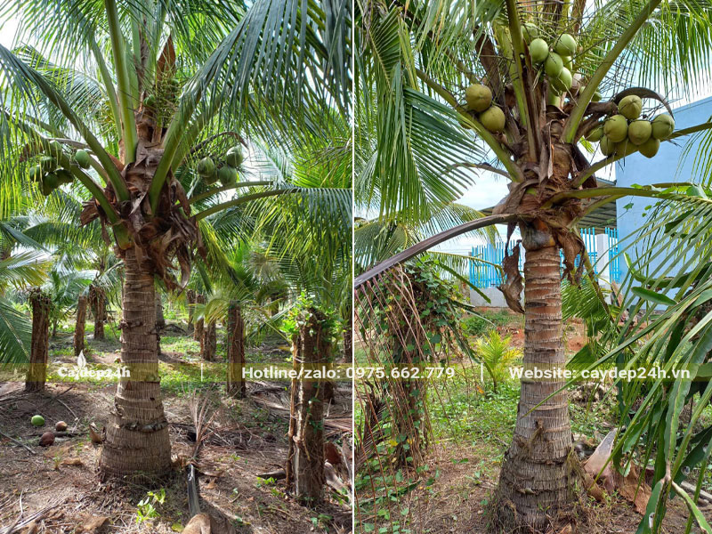 Vườn Dừa công trình lâu năm, đk thân 25 - 30cm
