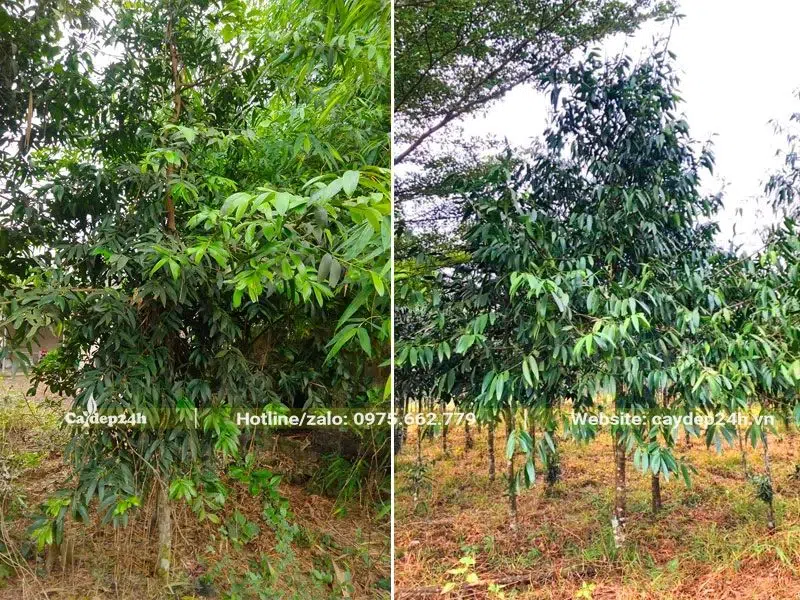 Cây gỗ Kim Giao cao 2 - 3m, đk gốc từ 5 - 7cm