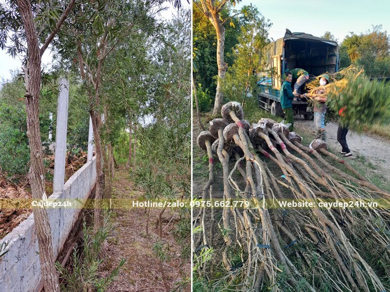 Đánh bầu cây Liễu Đỏ công trình tại vườn, sau đó xếp lên xe tải giao cho khách