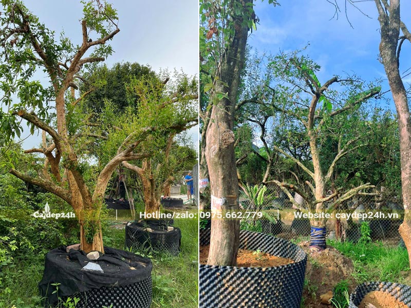 Những hàng cây Lựu cổ thụ đường kính gốc 20 - 30cm dâm ủ bầu nổi
