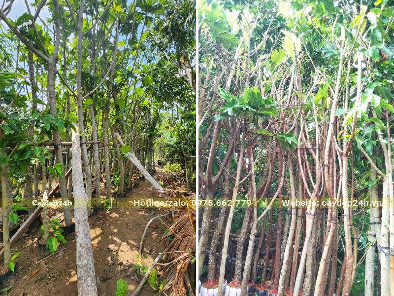 Vườn dâm ủ số lượng lớn cây Sa Kê công trình đủ mọi kích thước