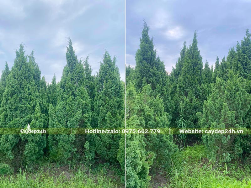 Vườn cây Tùng Tháp đánh thẳng, chiều cao khoảng 3m
