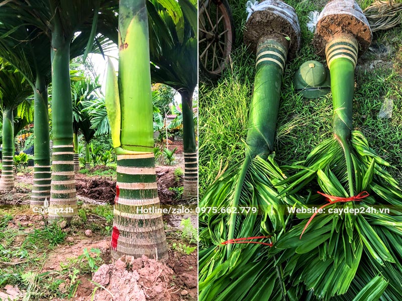 Bứng bầu số lượng lớn cây Cau Lùn trưởng thành