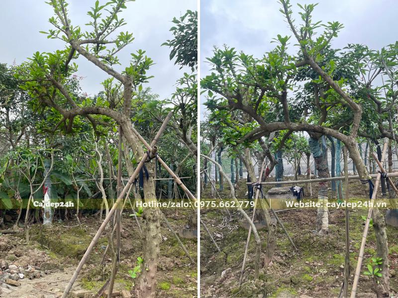 Vườn dâm ủ cả tăm cây Đào Tiên lâu năm đường kính gốc 15 - 20cm
