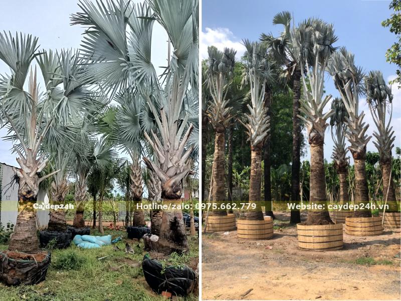 Cây Kè Bạc lóng thân cao 1m và loại cao 2m đều đã dâm ủ kỹ, hình thái đẹp