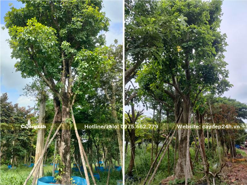 Vườn dâm ủ những cây Lộc Vừng cổ thụ đường kính gốc 25 - 30cm